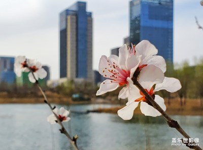 龍子湖漫步