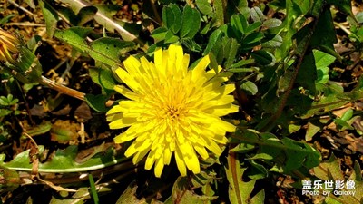 那盛開的蒲公英