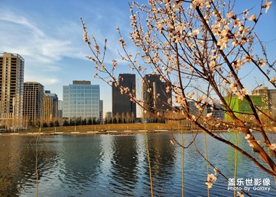 春到龍子湖