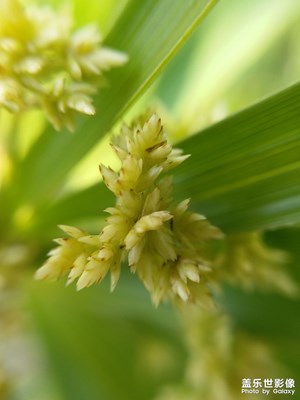 來看看微距的視角