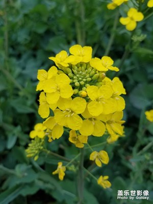 江西婺源油菜花