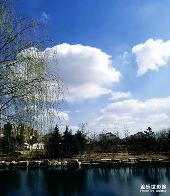 春天到了,柳樹綻綠了