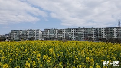 【時光】+短暫開放的油菜花