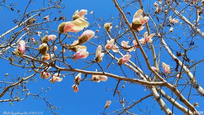 【三月】那株初開(kāi)的玉蘭