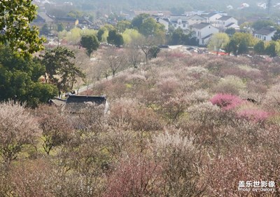 蘇州香雪海-唯有梅花暗香來