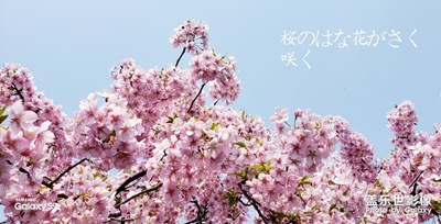 路過(guò)櫻花??