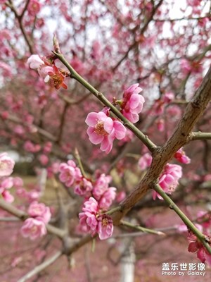 早春二月春來早??