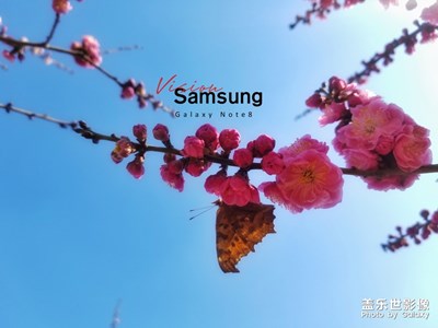 你若盛開 蝴蝶自來(lái)