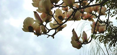 【踏春】+不負(fù)春光