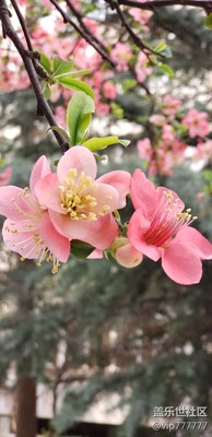 隨手拍-木瓜花開分外妖嬈