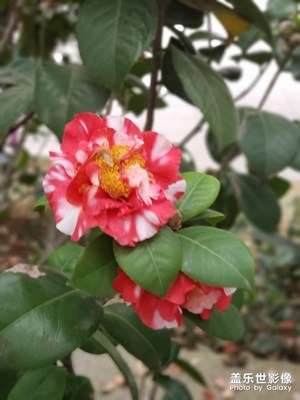 【踏春】+ 福外的世界