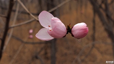 【踏春】+春暖花開