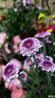 【踏春】+春色滿園關(guān)不住