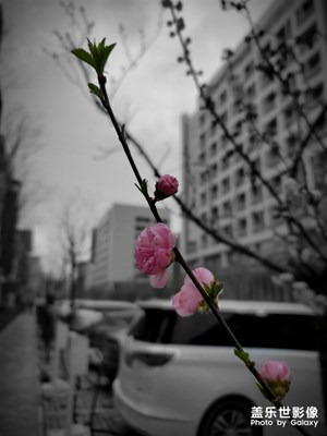 一枝獨(dú)秀？