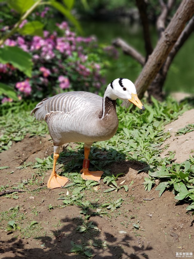 可愛的你們。