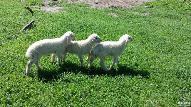 可愛的你們。