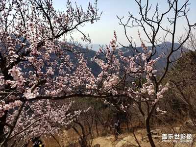 【踏春】+ 香八拉