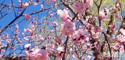春天花會(huì)開(kāi)。植物園拍春色。呵呵。挺好看的
