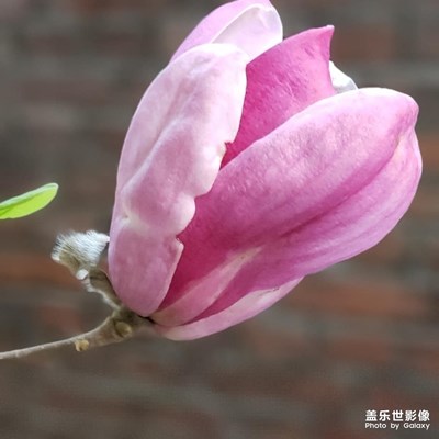 隨手拍-春天來了