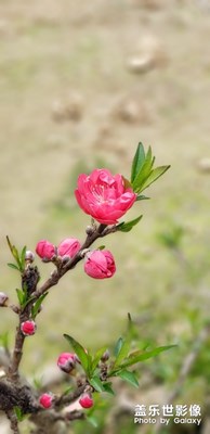 桃之夭夭，灼灼其華