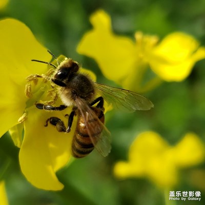 來一組勤勞的身影