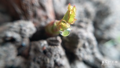 玫瑰 玫瑰 我等你