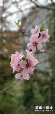 人面桃花相映紅，