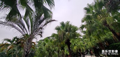 Galaxy S10+的攝影之美