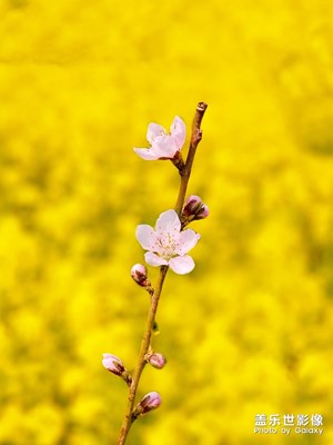 相機中實時虛化-風(fēng)吹菜花香