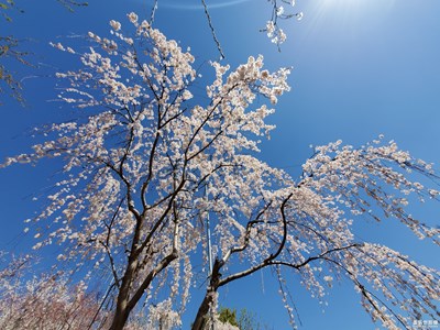【風(fēng)光之美】+漫天花雨