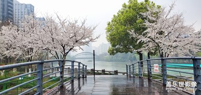 又到春天賞花時(shí)