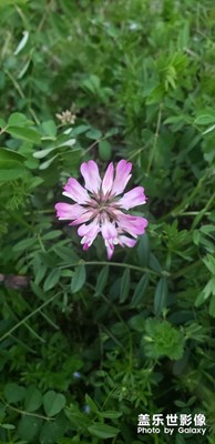 花草
