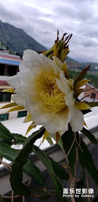 火龍果的花