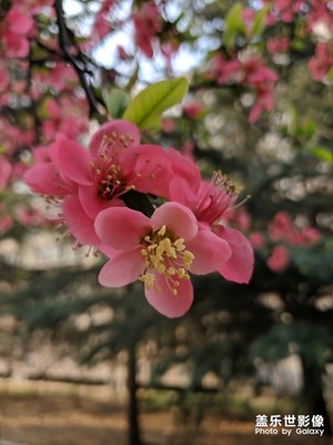隨手拍-木瓜開花春意濃
