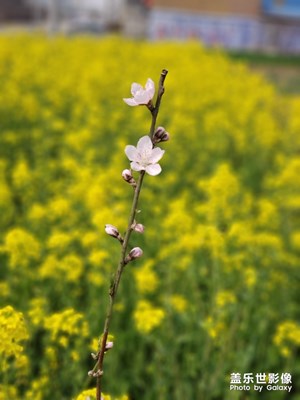 三星實時虛化-來自三星note9