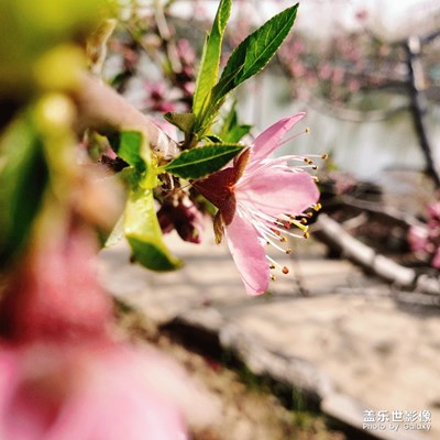 桃花朵朵開????????