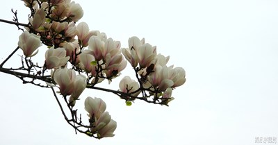 S10真香——玉堂富貴