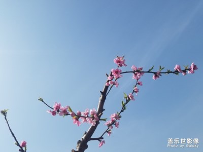 【風(fēng)光之美】+人面桃花相映紅