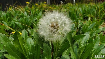 隨風(fēng)飄揚(yáng)的蒲公英