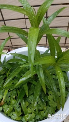 雨后百合，百年好合