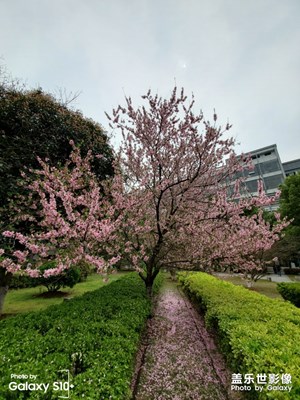春色滿園
