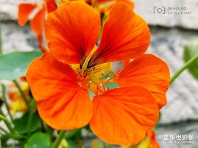 笑看花開是一種好心情，靜賞花落是一種好境界；