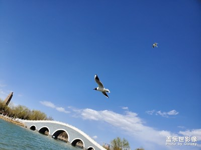 來自三星s10+的海鷗