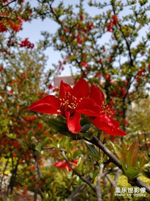 s10+白天拍照沒問題