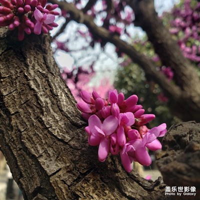 待到紫荊花爛漫時，讓我認識你可好？