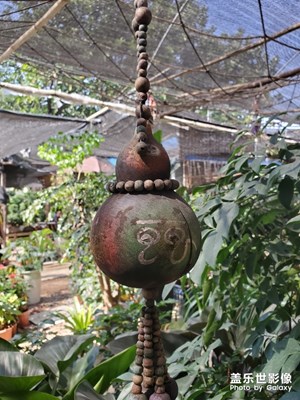 【風(fēng)光之美】+植物之旅