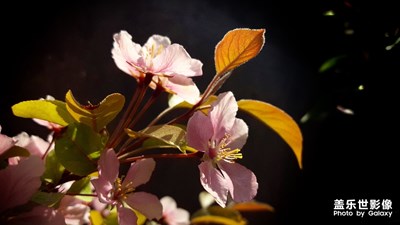 【風(fēng)光之美】+海棠花開(kāi)