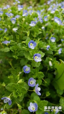 撿到一只小斑鳩，放生了