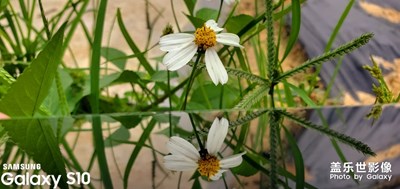 Galaxy S10+下的鬼針草