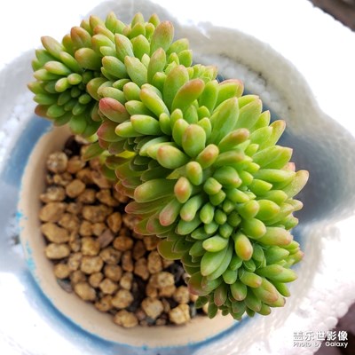 春天養(yǎng)花花